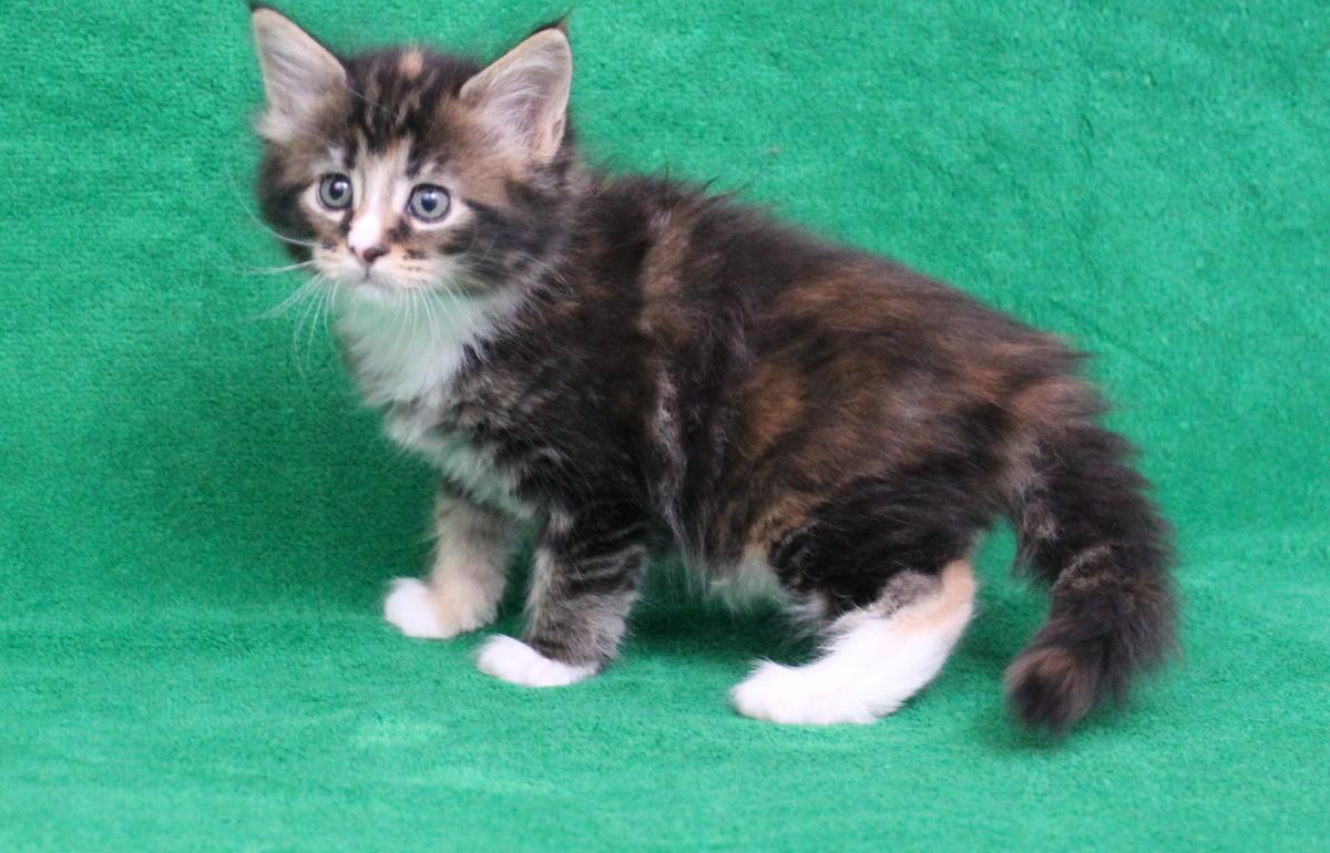 Maine Coon Cats For Sale Wichita, KS 252996 Petzlover