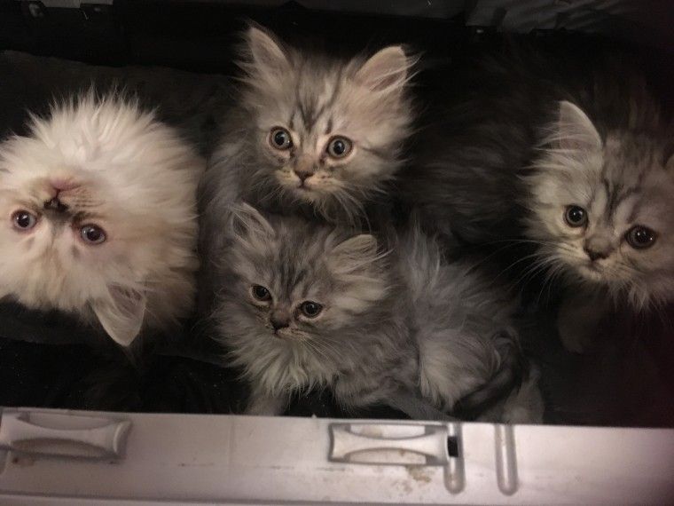 Maine Coon Cats For Sale | Dallas, TX #253013 | Petzlover