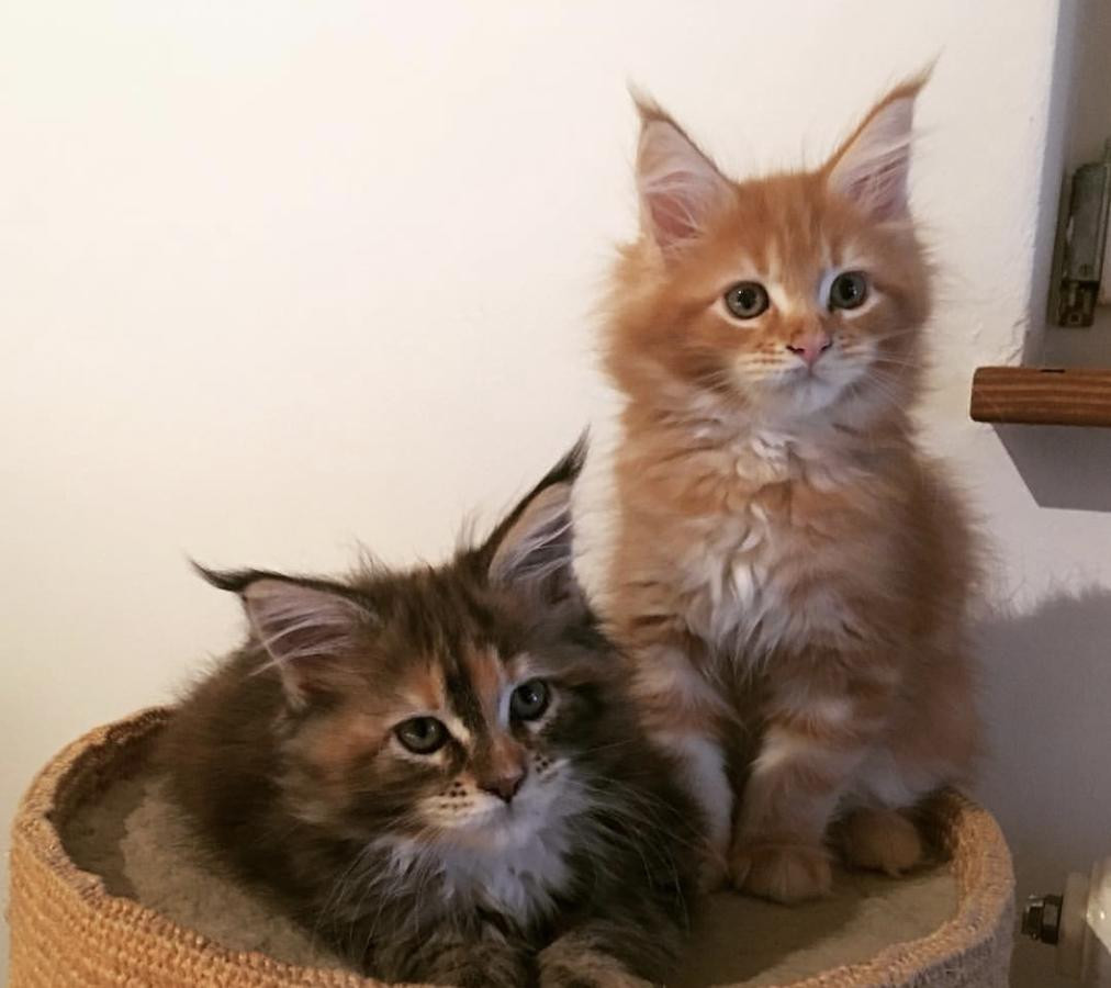 44 Top Pictures Maine Coon Cat Rescue In Ny / 10+ Of The Cutest Maine Coon Kittens That Are Actually ...