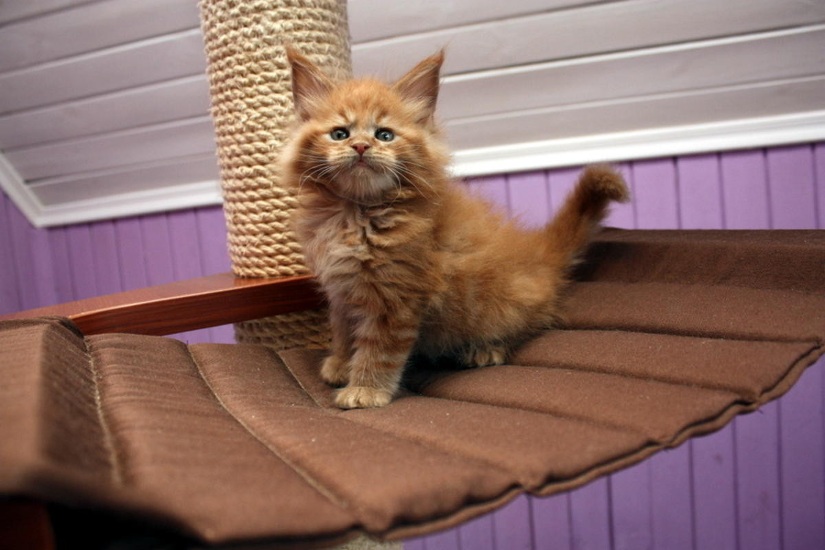 Maine Coon Cats For Sale Wichita, KS 262831 Petzlover