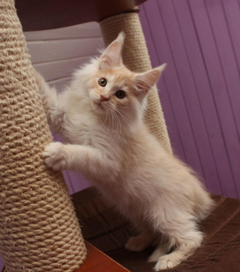 Maine Coon Cats For Sale Madison, WI 263099 Petzlover