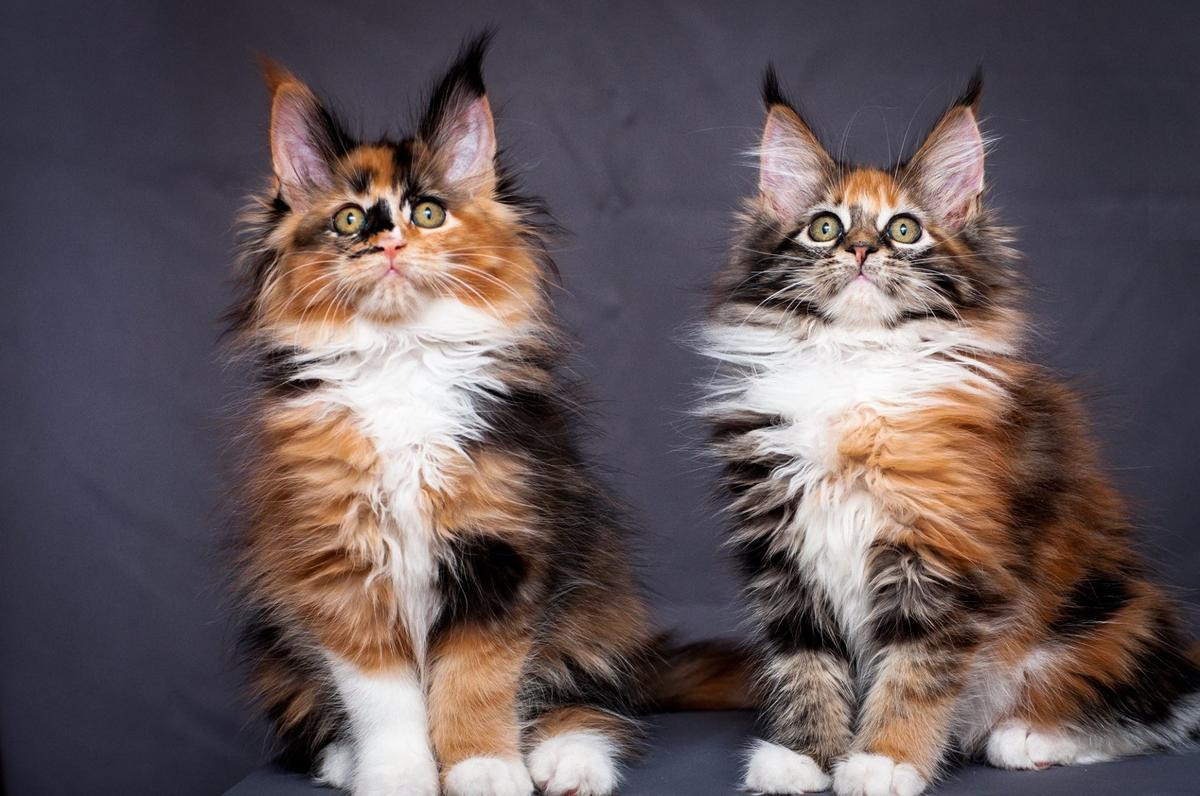 Maine Coon Cats For Sale | Houston, TX #263122 | Petzlover
