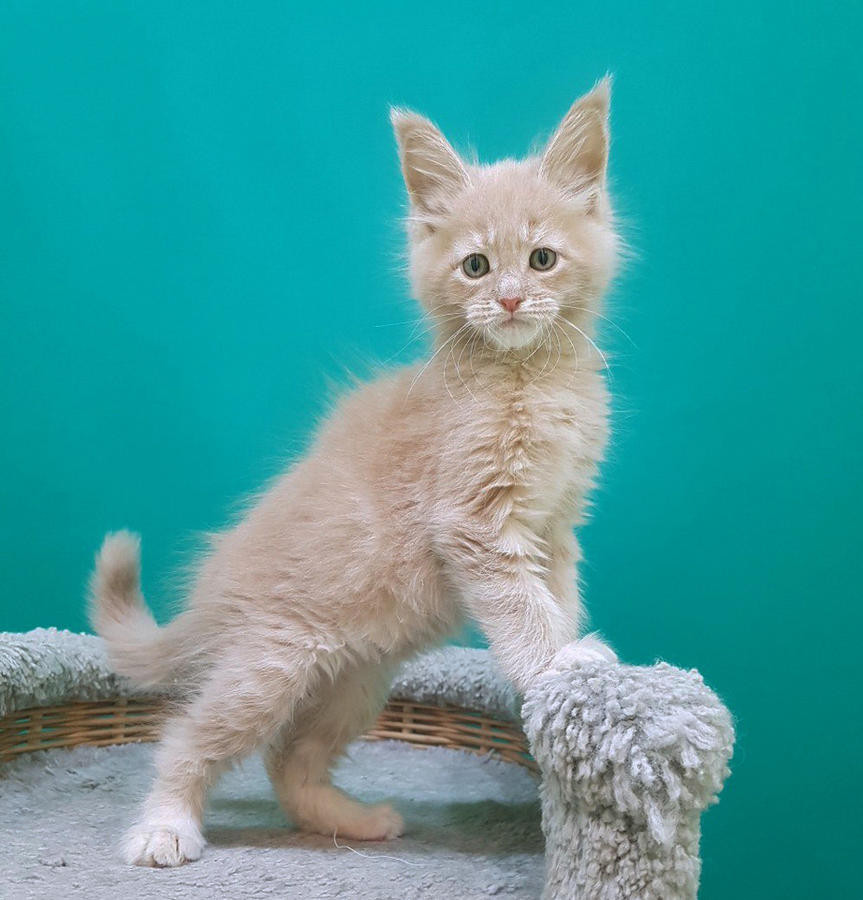 "Maine Coon" Cats For Sale Boston, MA 267587 Petzlover