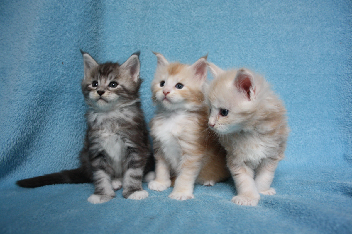 Maine Coon Cats For Sale Portland, OR 272478 Petzlover