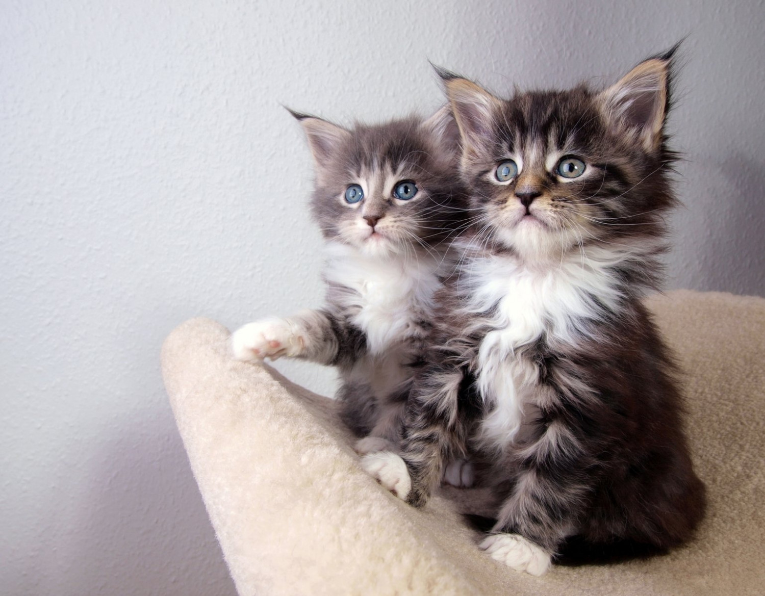 Maine Coon Cats For Sale Portland, OR 272483 Petzlover