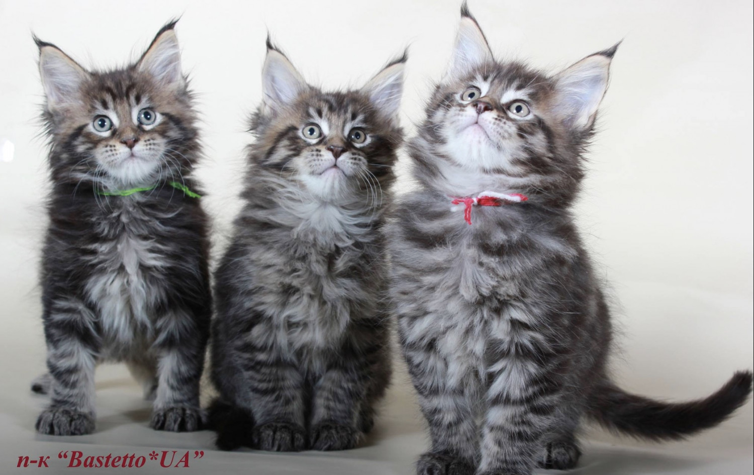 Maine Coon Cats For Sale | North Miami Beach, FL #275427