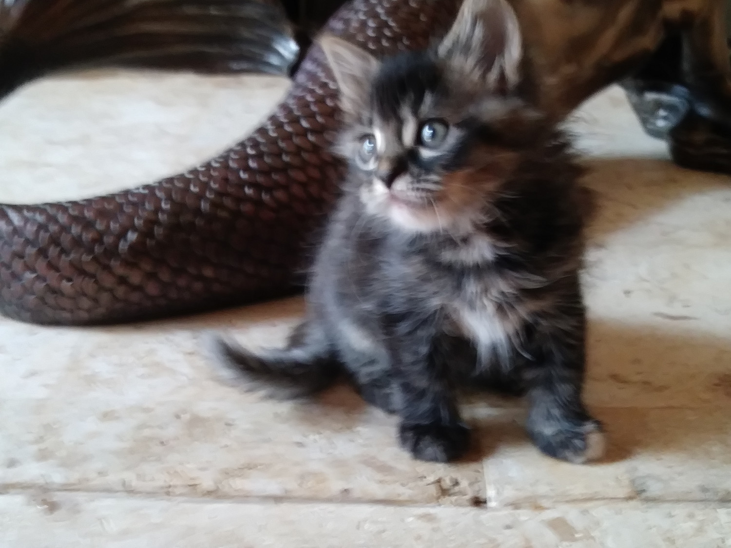 Maine Coon Cats For Sale Canton, GA 274718 Petzlover