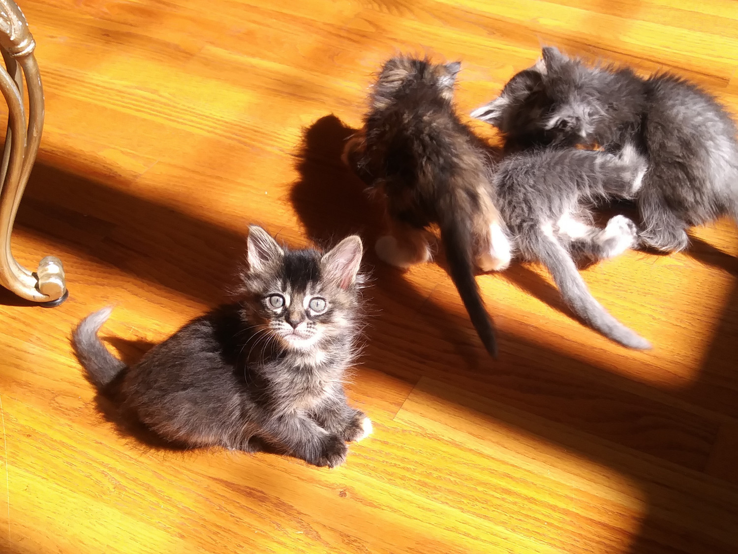Maine Coon Cats For Sale Canton, GA 274718 Petzlover