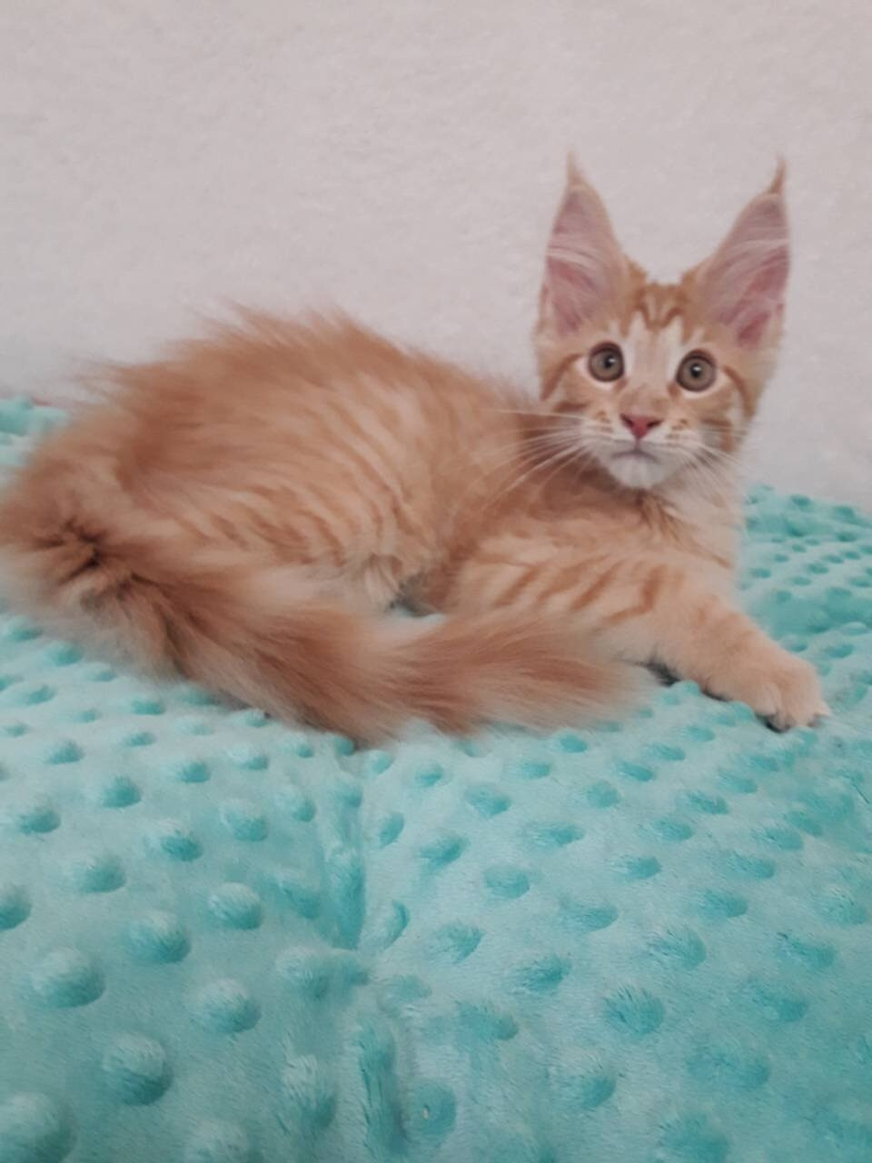44+ Maine Coon Cats For Sale Florida Furry Kittens