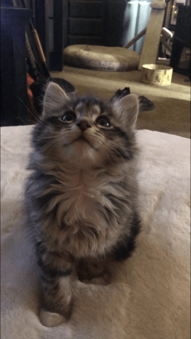Maine Coon Cats For Sale Seattle, WA 297794 Petzlover