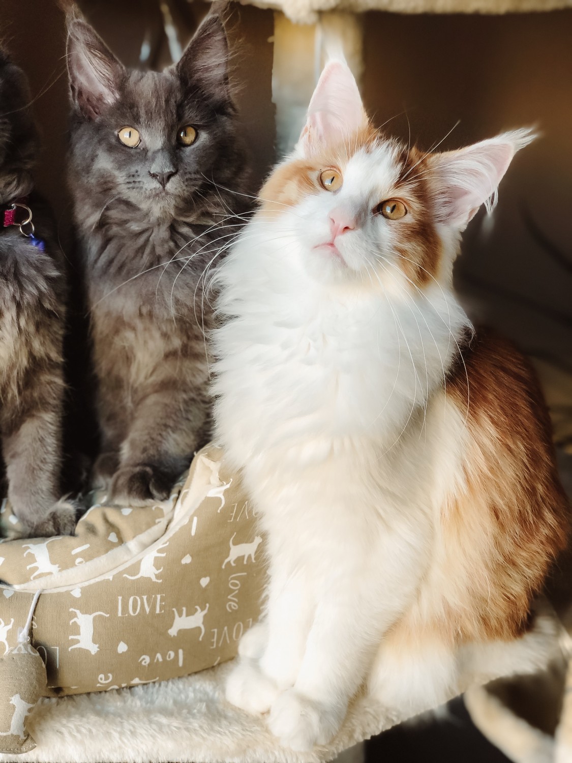 Maine Coon Cats For Sale Chicago, IL 314068 Petzlover