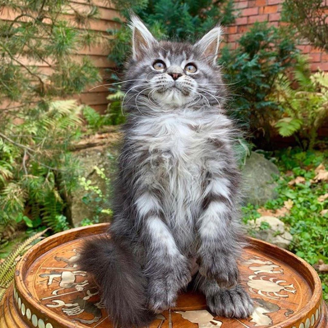 Maine Coon Cats Retirees For Sale