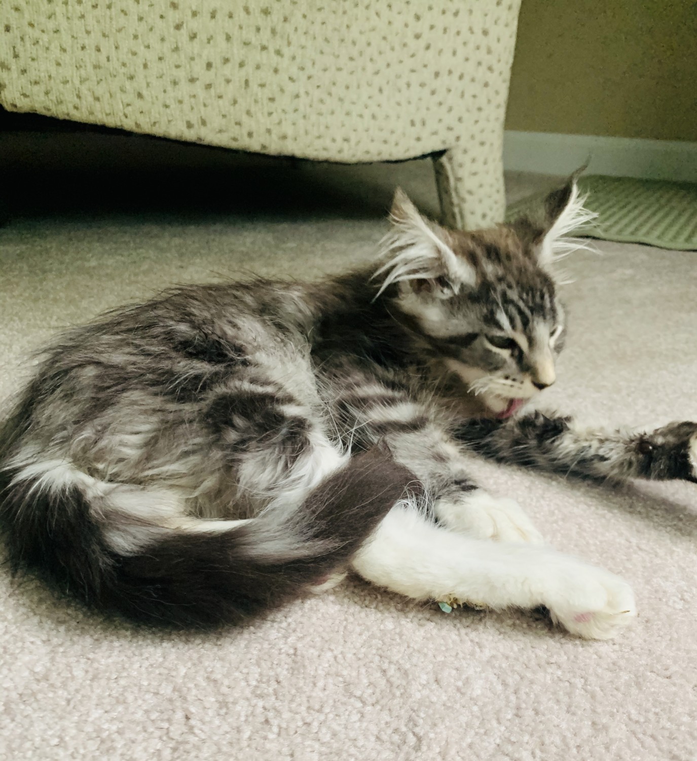 Maine Coon Cats For Sale Bayville, NJ 329332 Petzlover