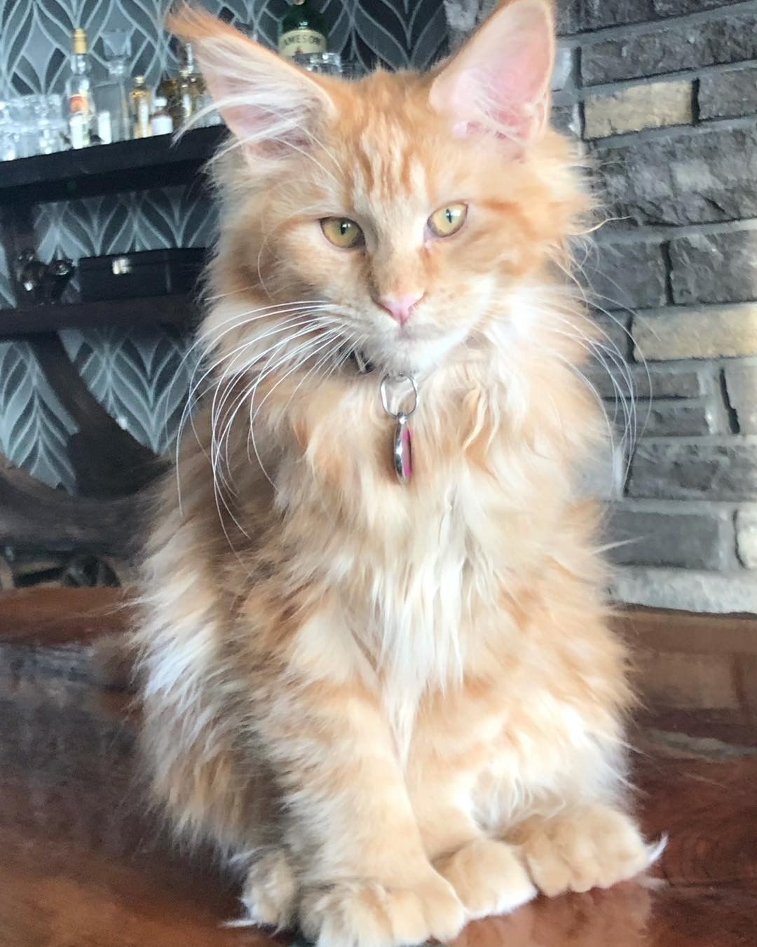 Maine Coon Cats For Sale California City, CA 350385