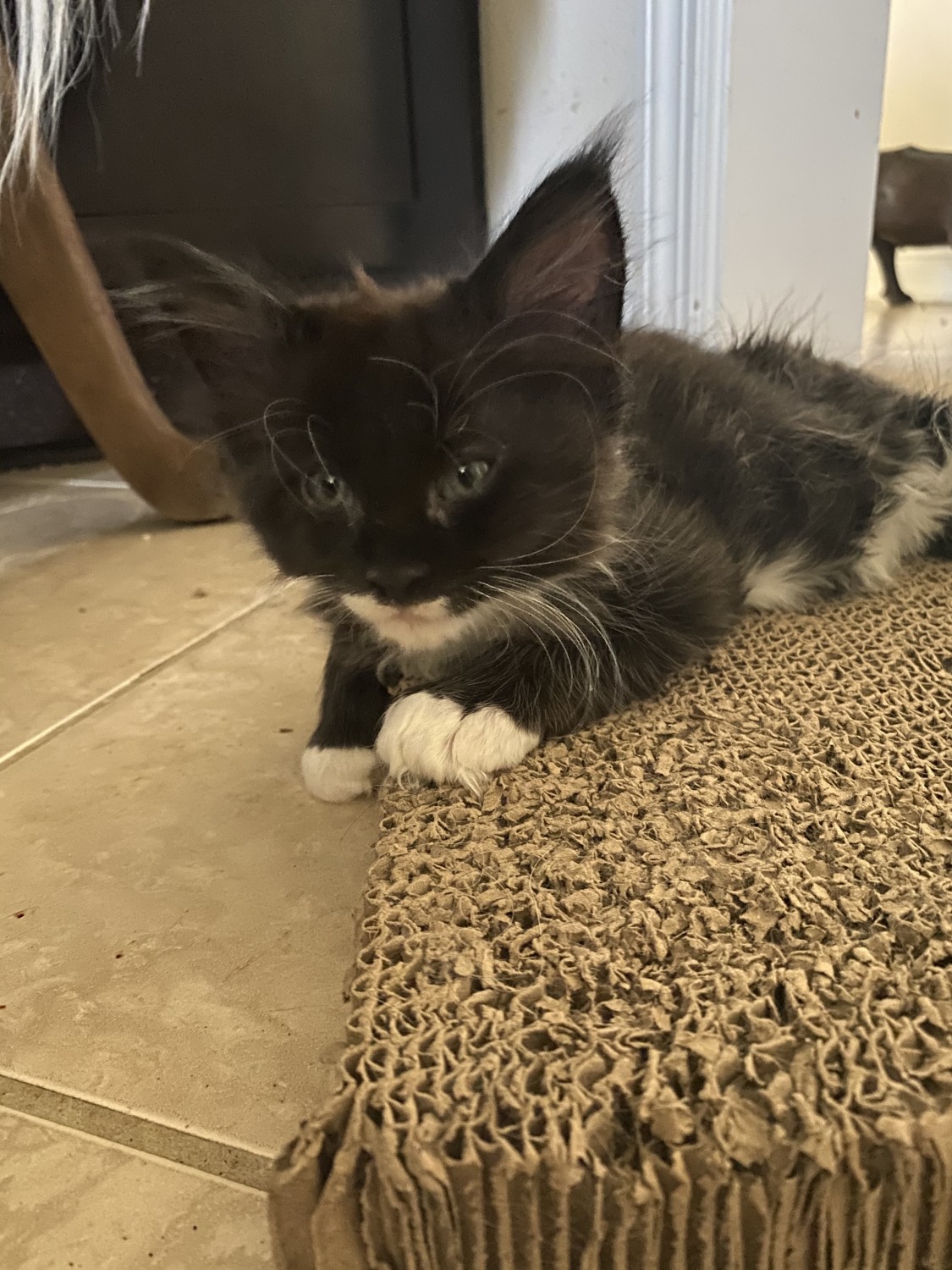 Maine Coon Cats For Sale Melbourne, FL 353806 Petzlover