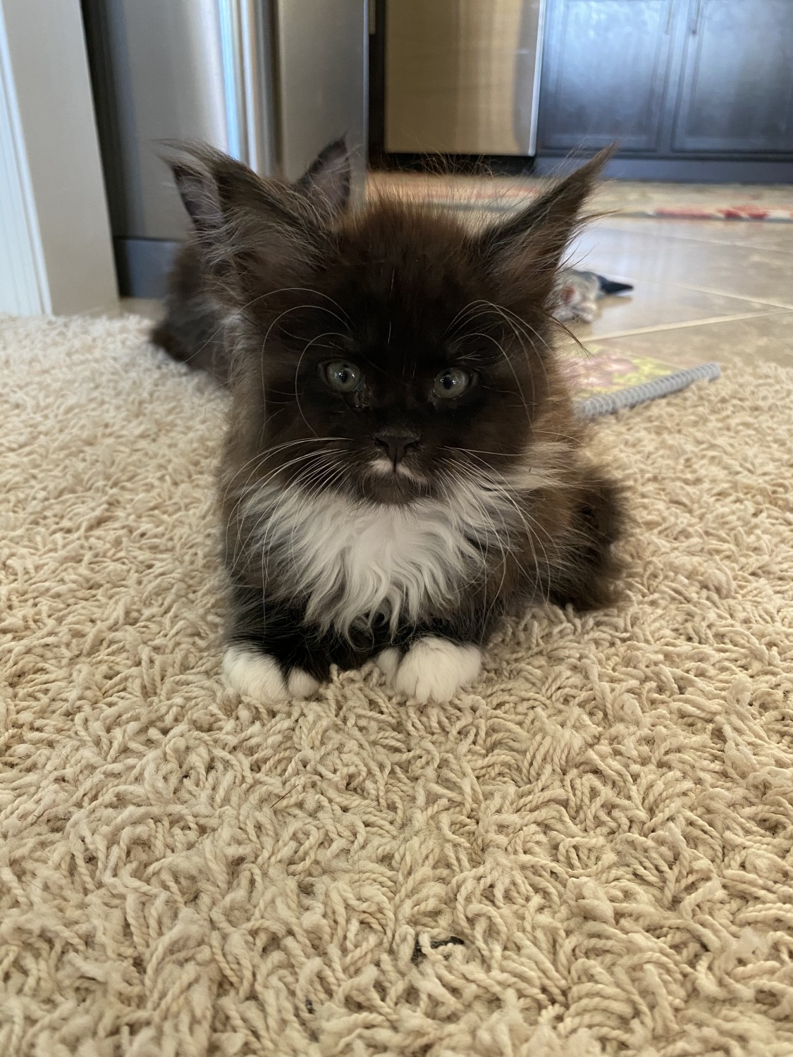 Maine Coon Cats For Sale Melbourne, FL 353806 Petzlover