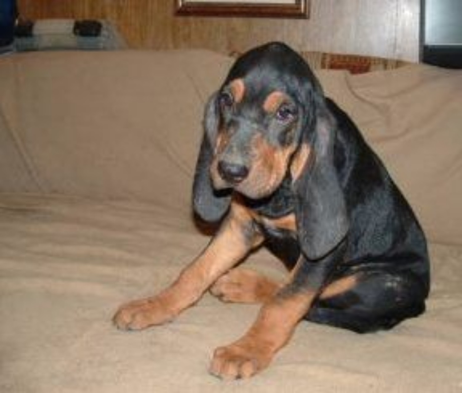 Majestic Tree Hound Dog Breed Information Images Characteristics Health