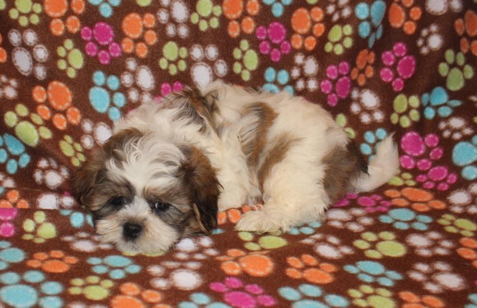 MalShi Puppies For Sale Park Rapids, MN 72421