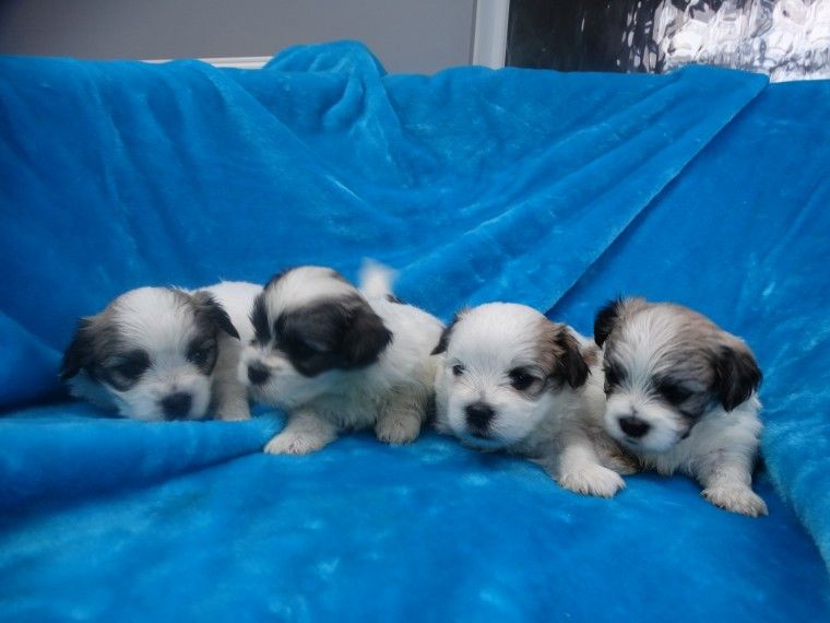 Mal-Shi Puppies For Sale | Colorado Springs, CO #240662
