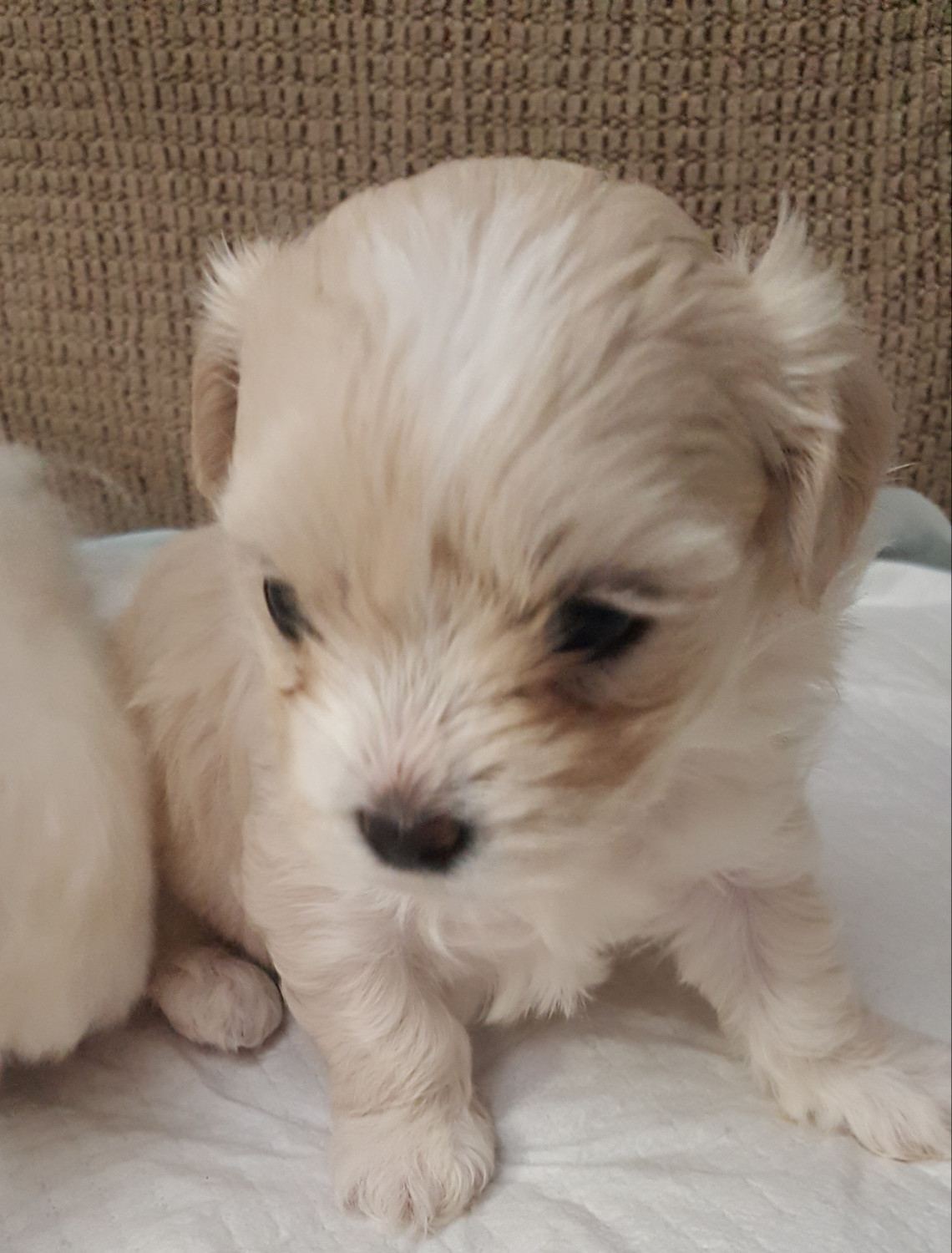 Puppies For Sale Rochester Mn PetsWall