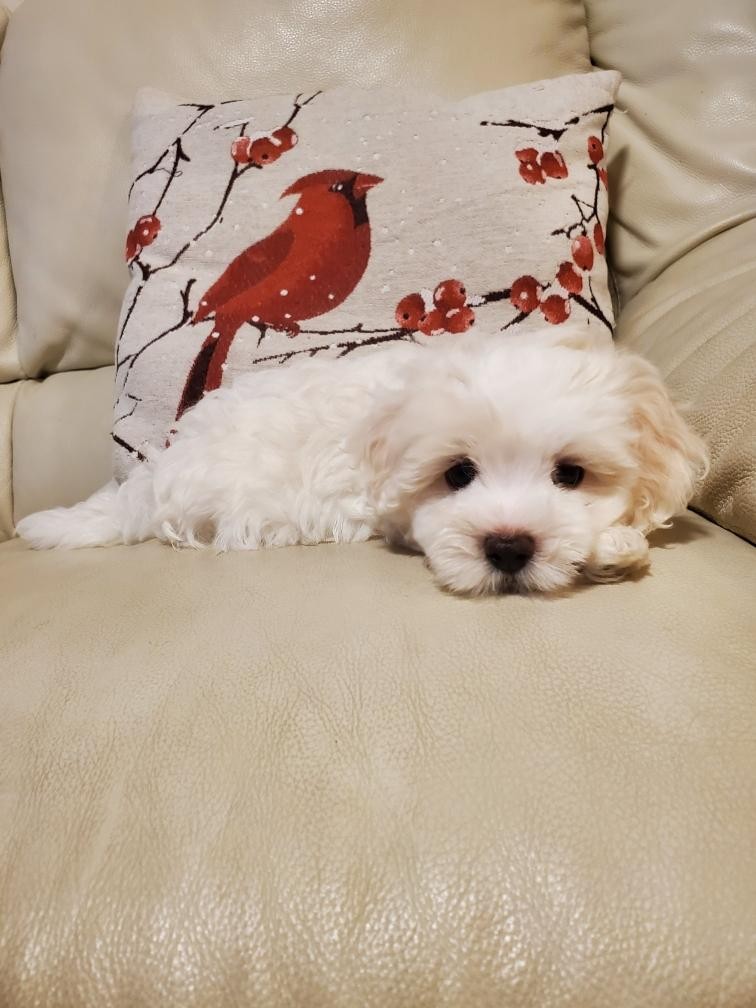 "Maltese" Puppies For Sale Honolulu, HI 454737 Petzlover