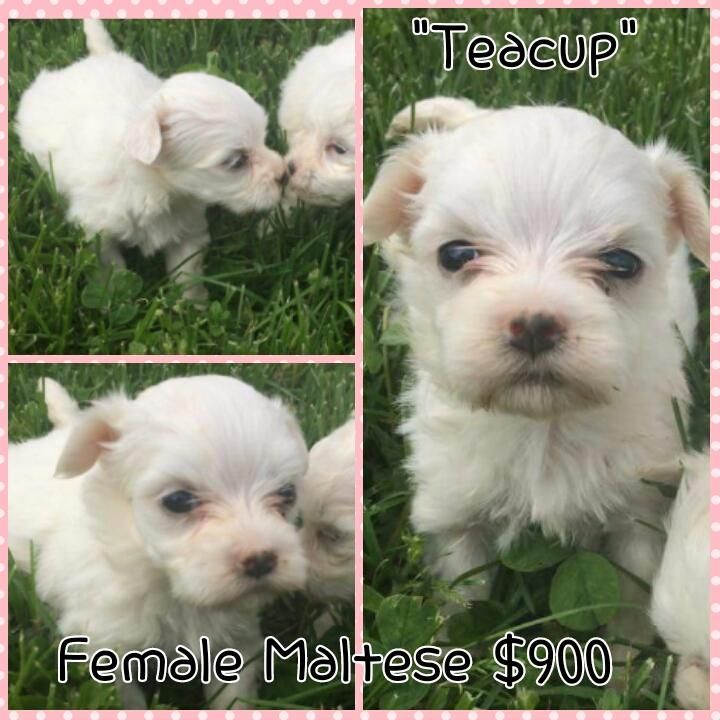 Maltese Puppies For Sale Lexington, KY 76758 Petzlover
