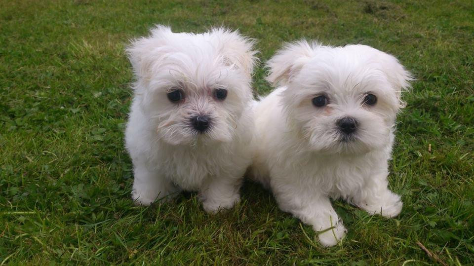 Maltese Puppies For Sale Hollywood, FL 125616 Petzlover
