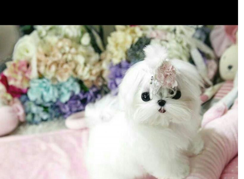 Maltese Puppies For Sale Charlotte, NC 146392 Petzlover