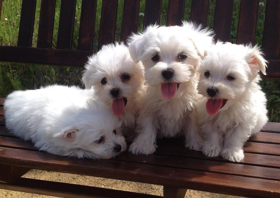 Maltese Puppies For Sale Spokane, WA 146606 Petzlover