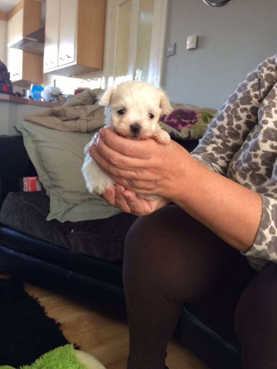 Maltese Puppies For Sale Omaha, NE 170769 Petzlover