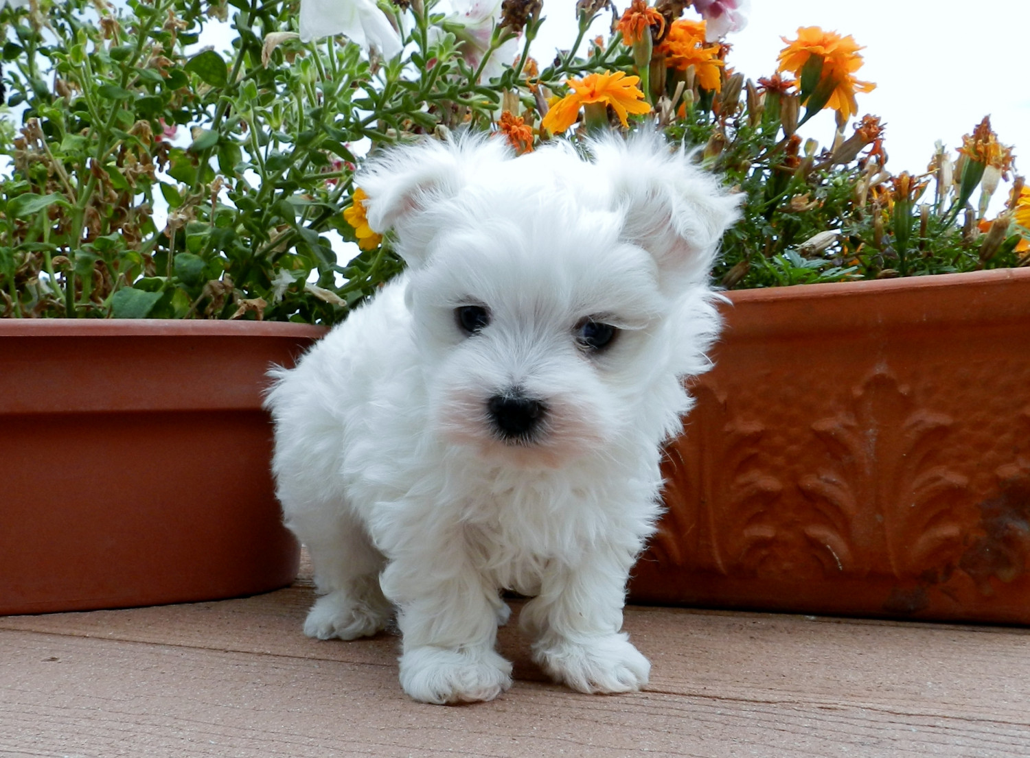 Maltese Puppies For Sale Phoenix, AZ 210276 Petzlover