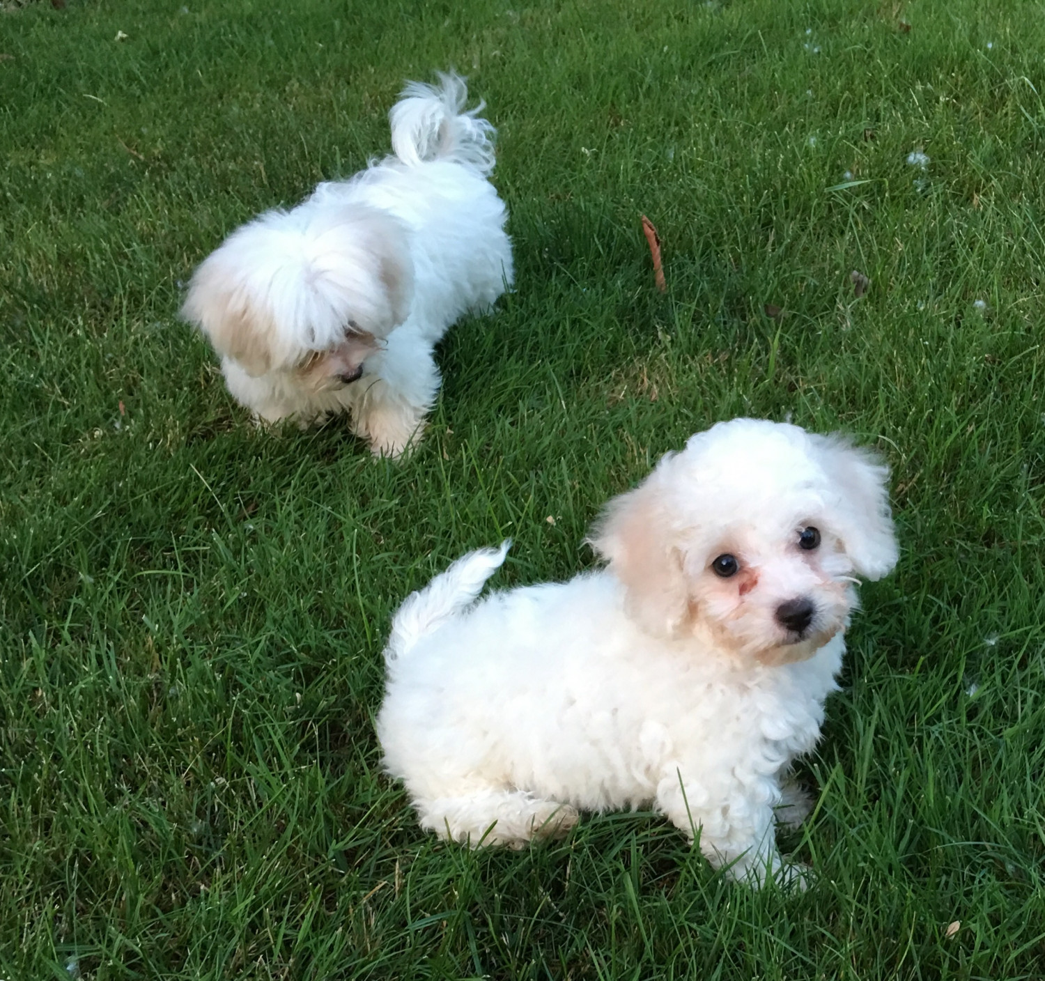 Maltese Puppies For Sale Chesterfield, MI 219190
