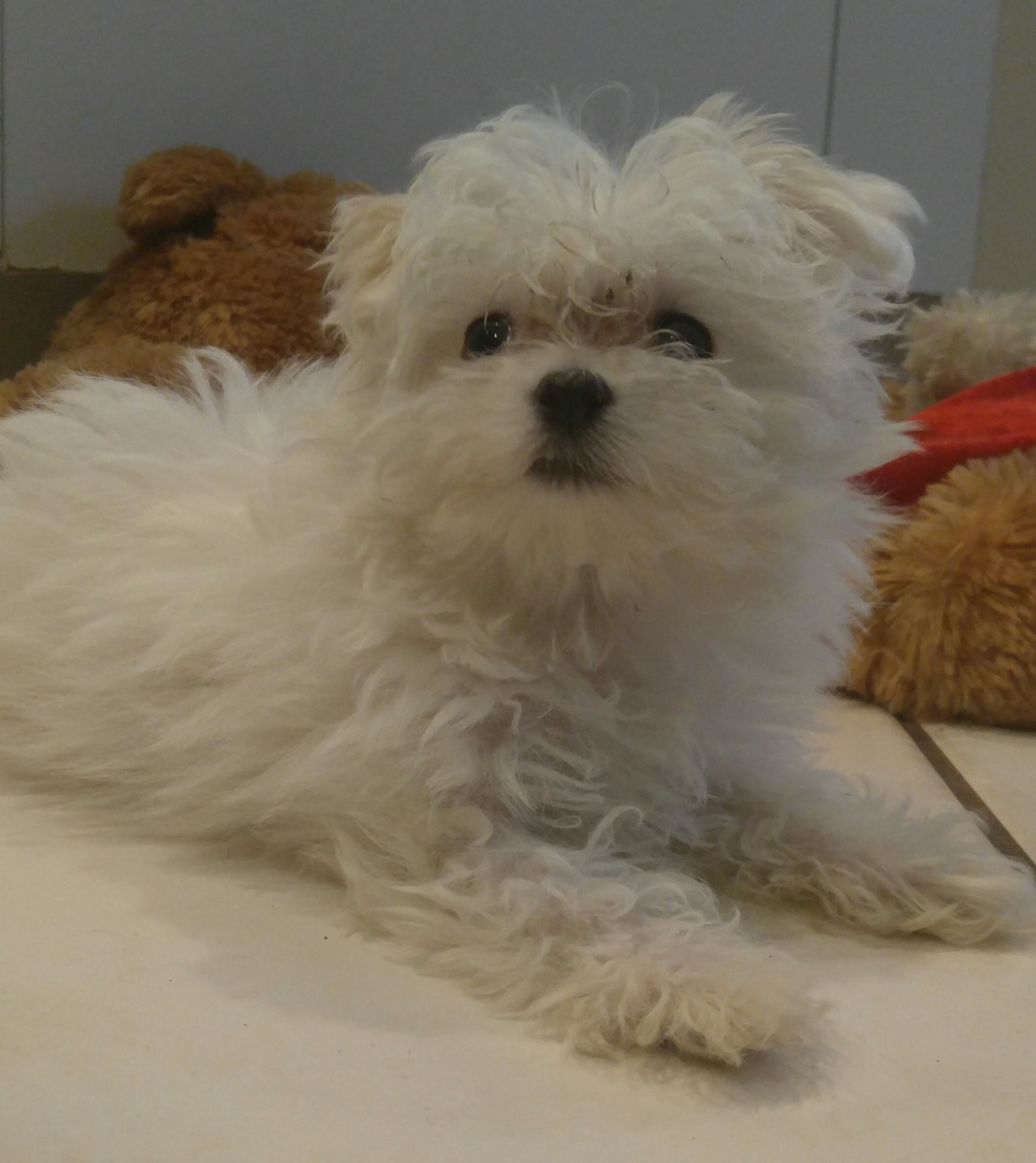 Maltese Puppies For Sale Naples, FL 239497 Petzlover