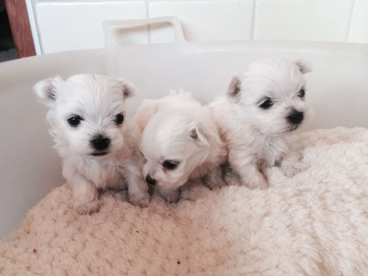Maltese Puppies For Sale Grand Prairie Road, MI 240769