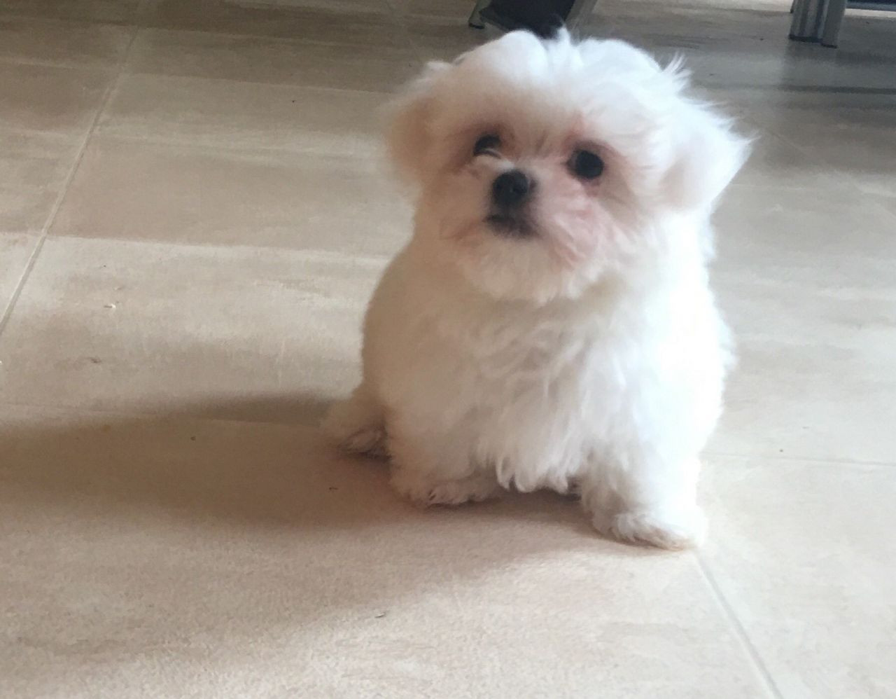 Maltese Puppies For Sale Abilene Christian University, Abilene, TX