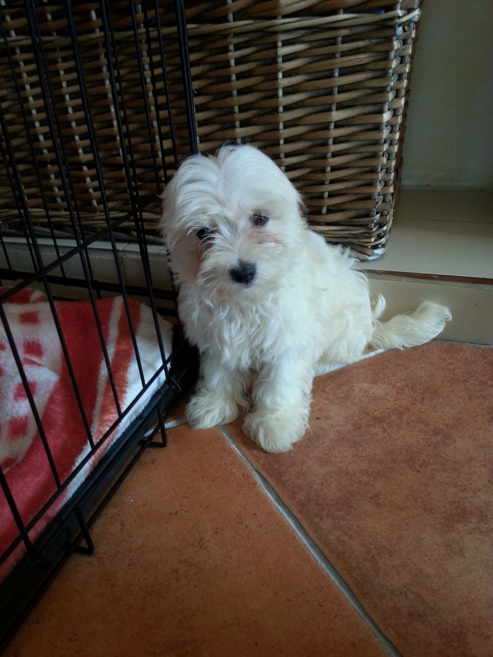 Maltese Puppies For Sale | Capleville, TN #244283