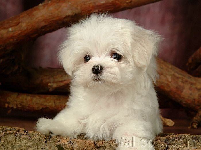 Maltese Puppies For Sale | Capleville, TN #244283