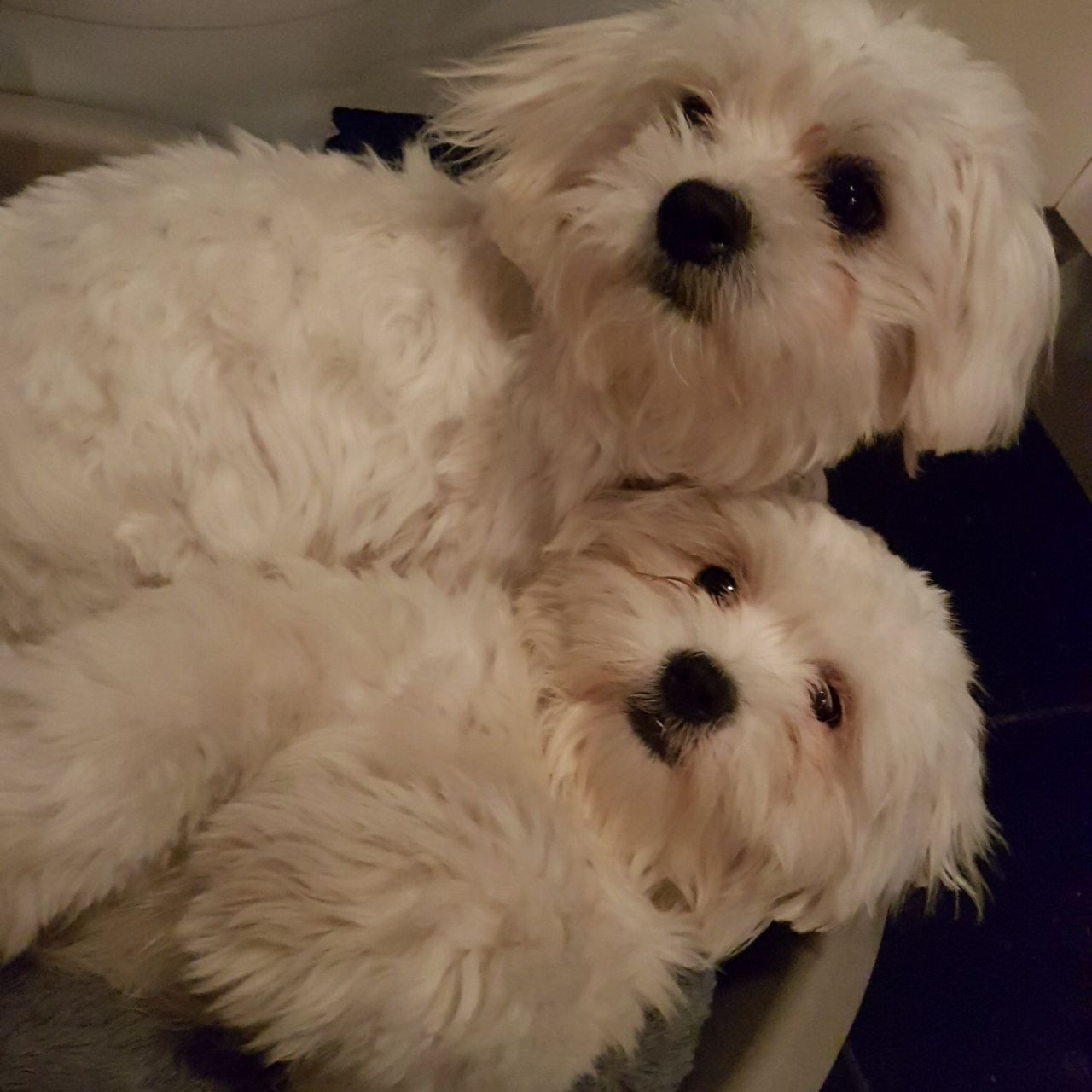 Maltese Puppies For Sale Washington Road, FL 259109