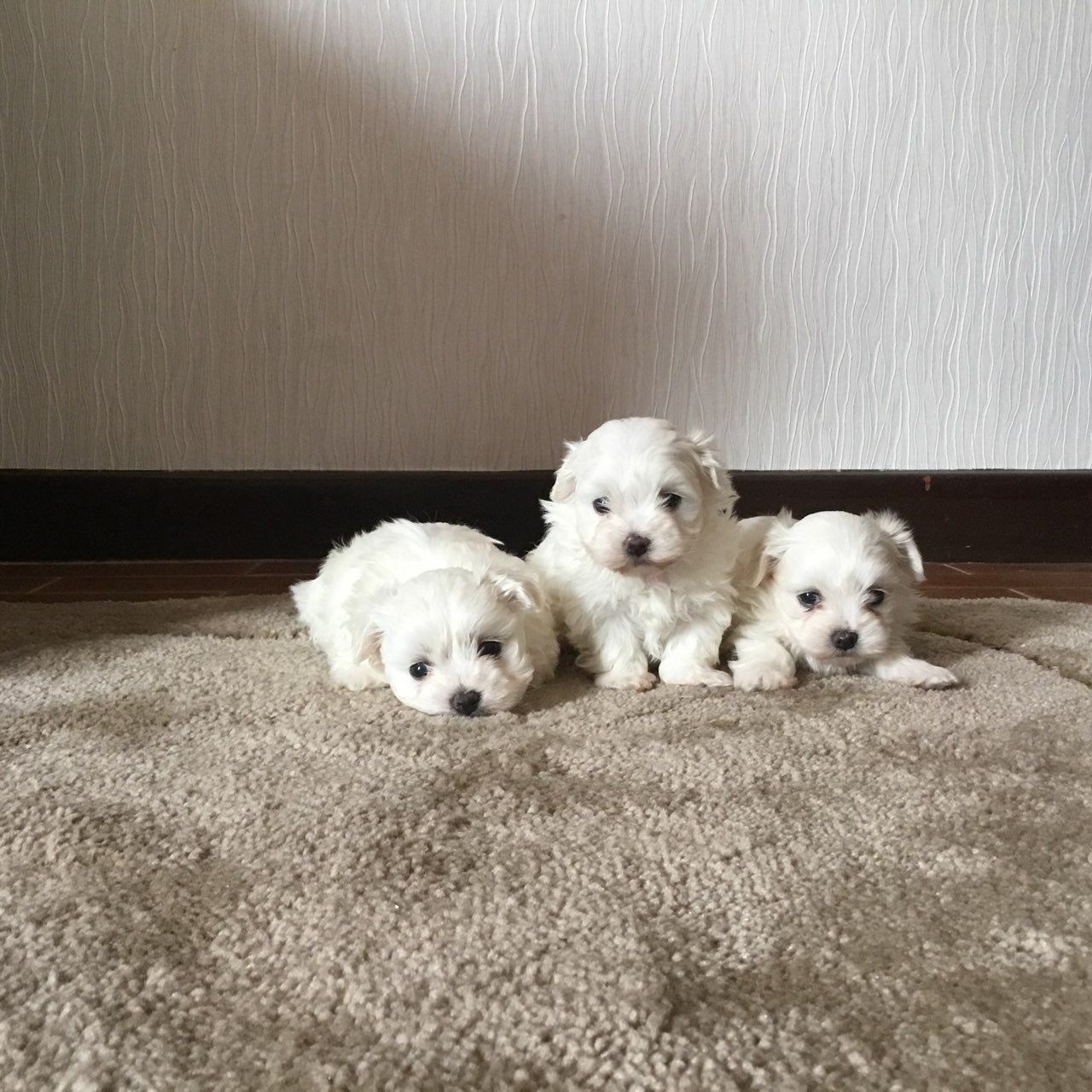 Maltese Puppies For Sale Charleston, SC 278723