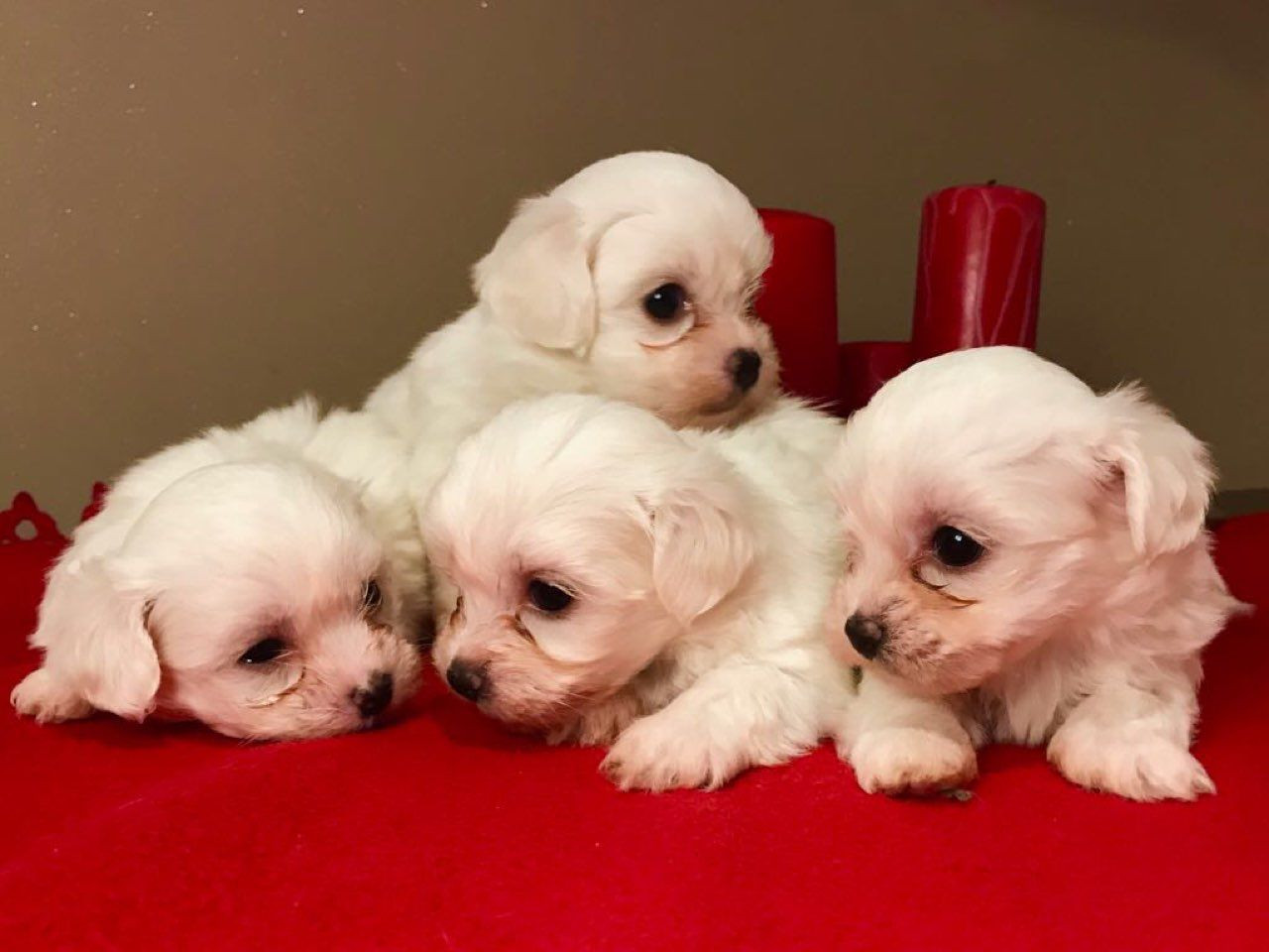 "Maltese" Puppies For Sale Charleston, SC 280105