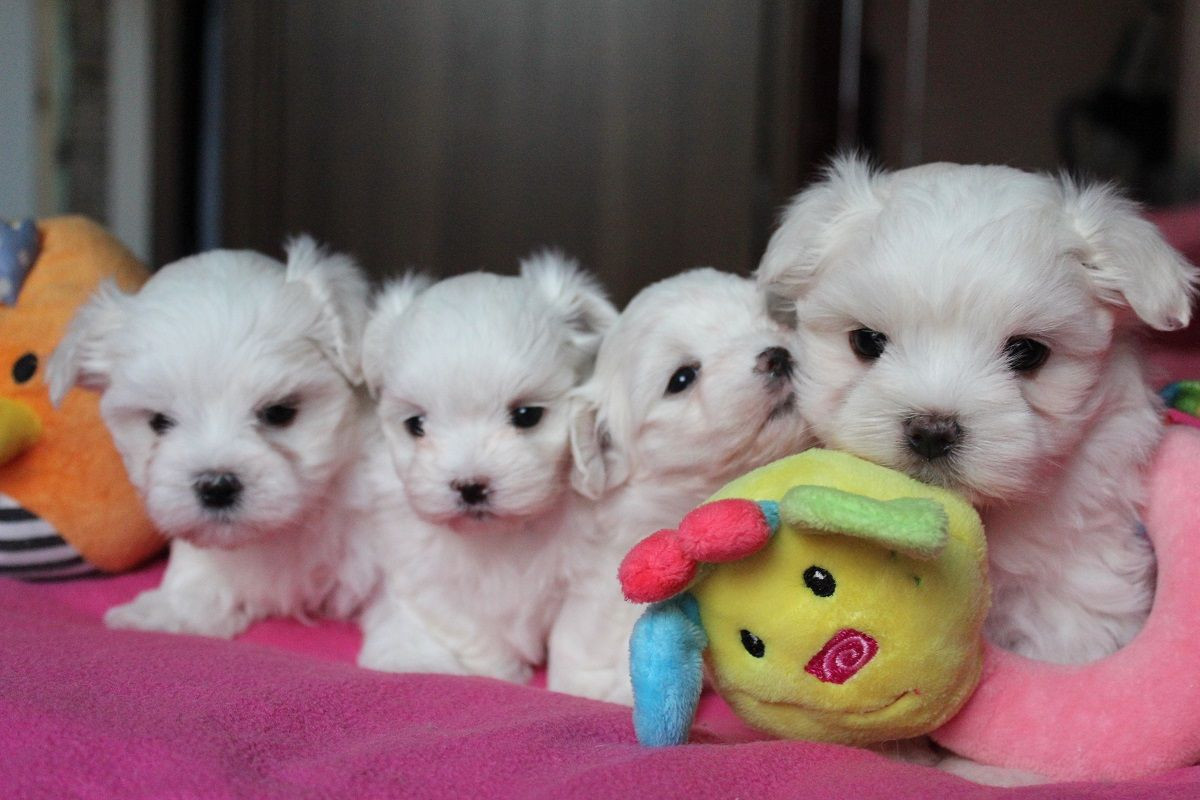 Maltese Puppies.