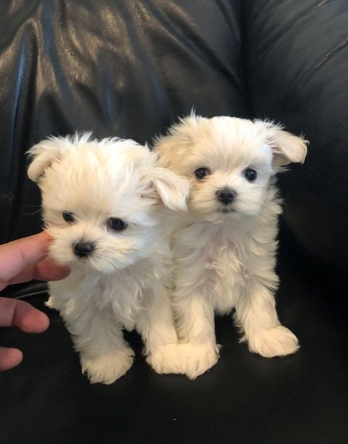 maltese puppies available