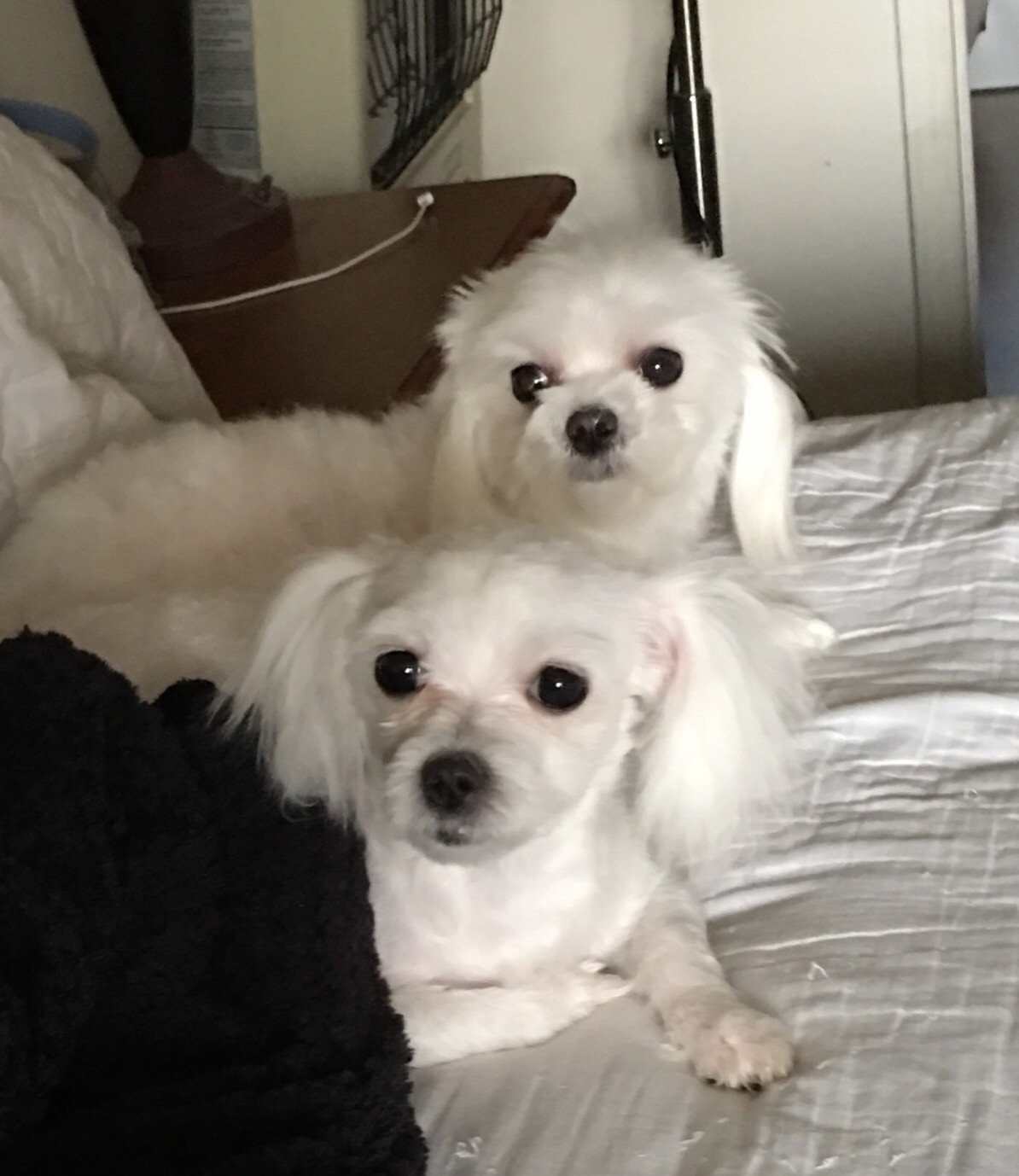 Maltese Puppies For Sale Sylva, NC 299785 Petzlover