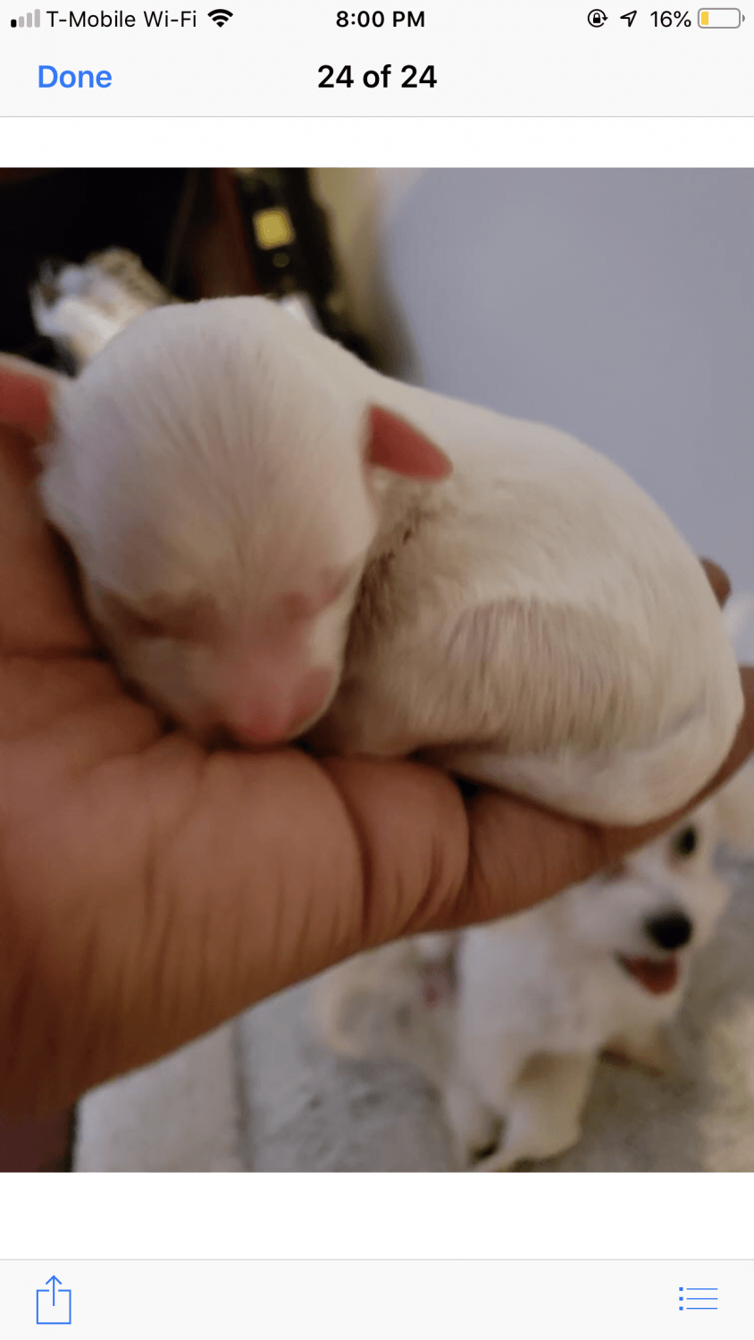 Maltese Puppies For Sale Milwaukee, WI 301362 Petzlover