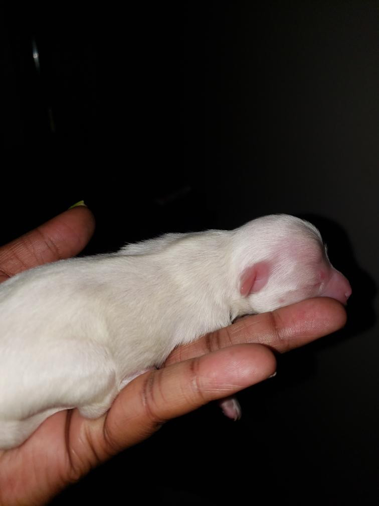 Maltese Puppies For Sale Milwaukee, WI 301362 Petzlover