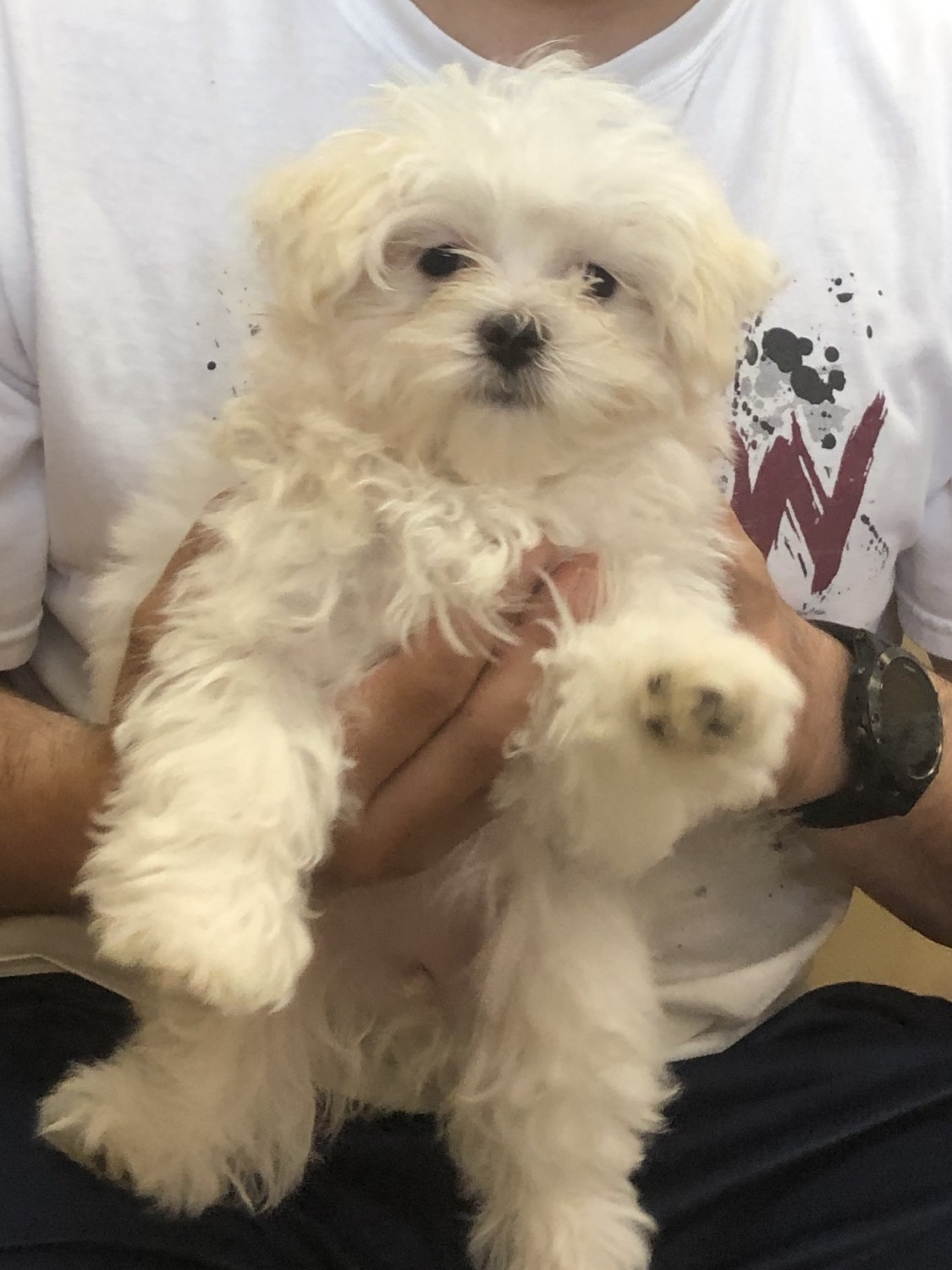 Maltese Puppies For Sale Union, KY 310891 Petzlover