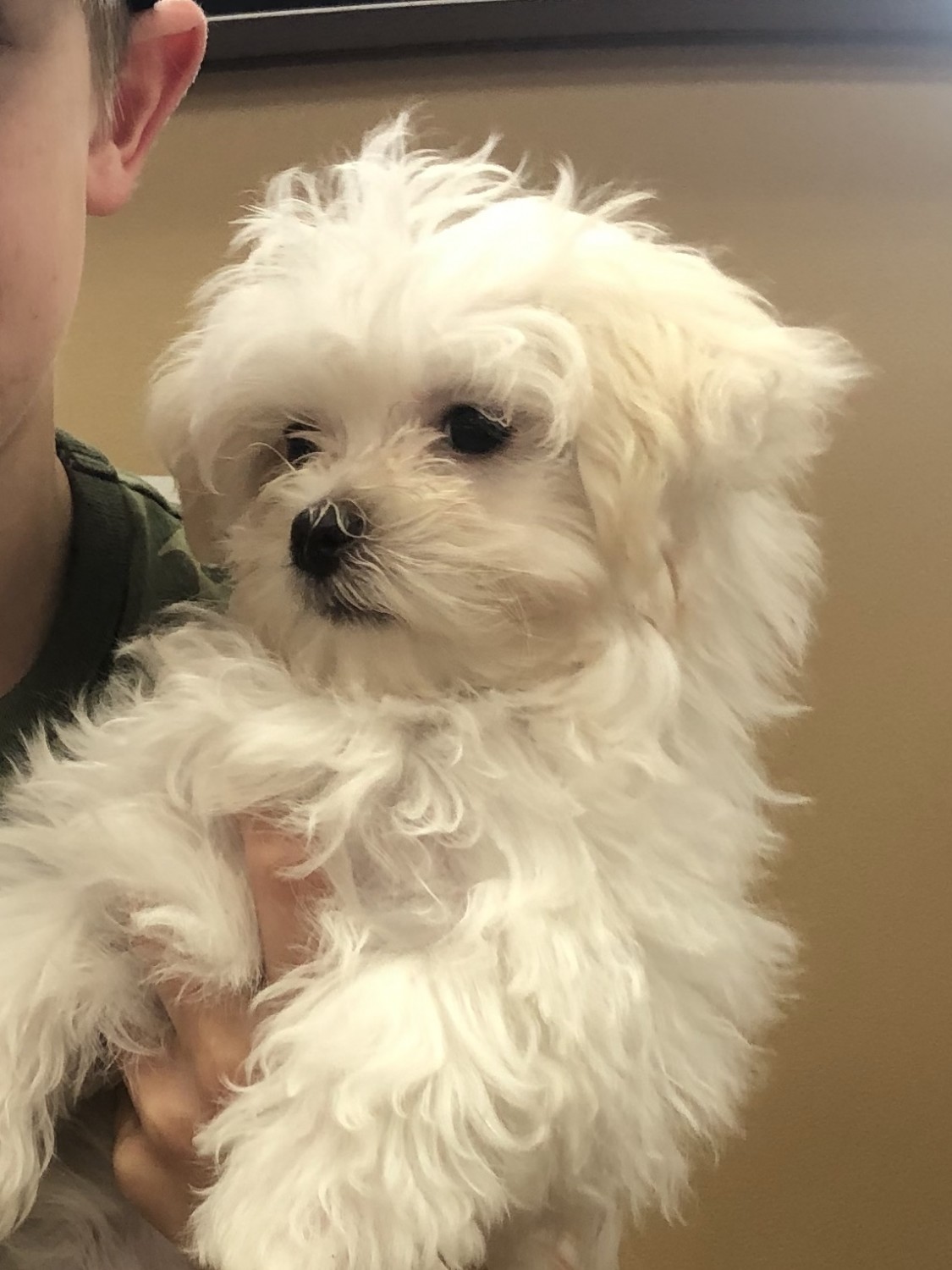 Maltese Puppies For Sale Union, KY 310891 Petzlover