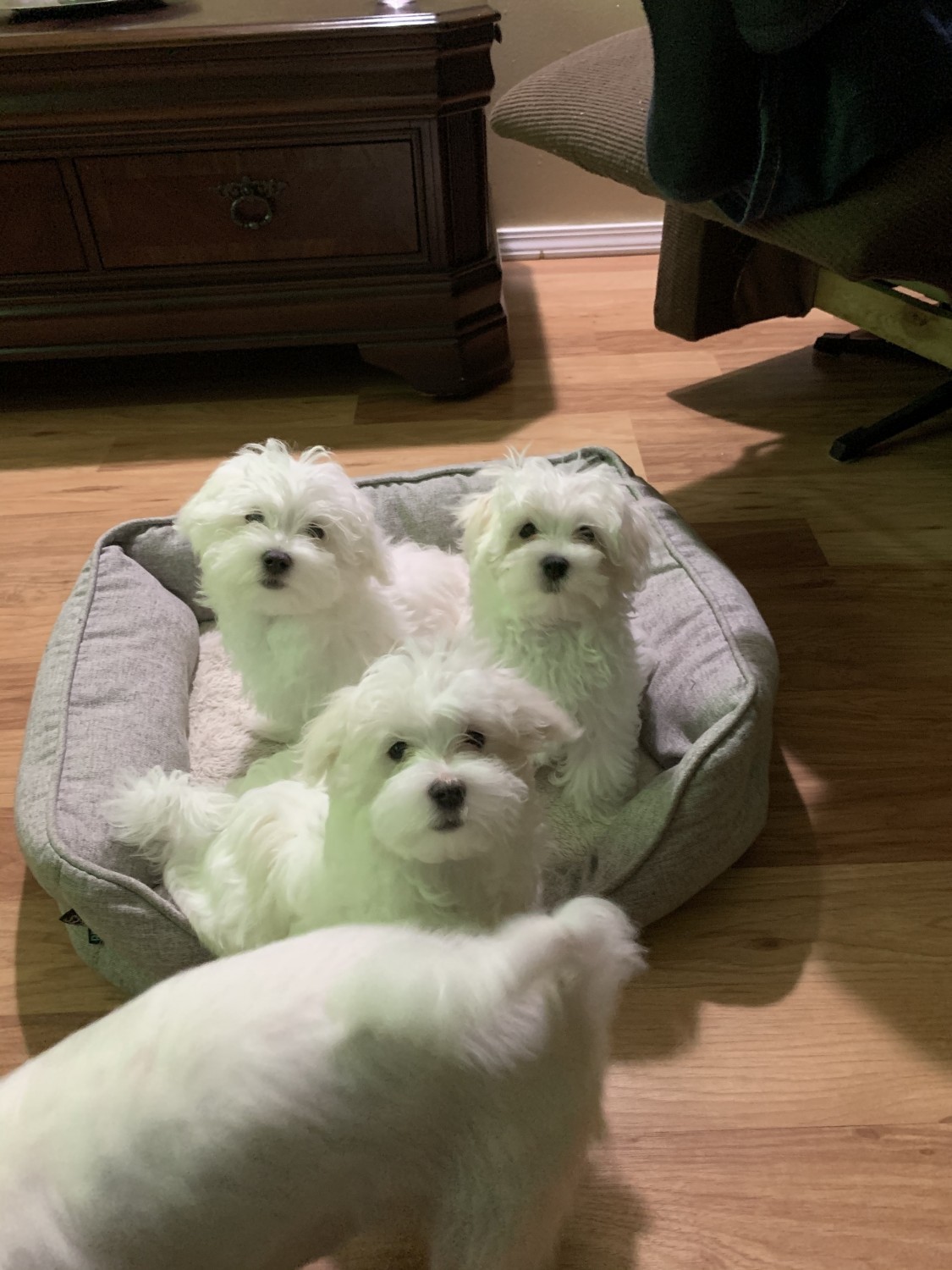 Maltese Puppies For Sale Edinburgh, IN 314156 Petzlover
