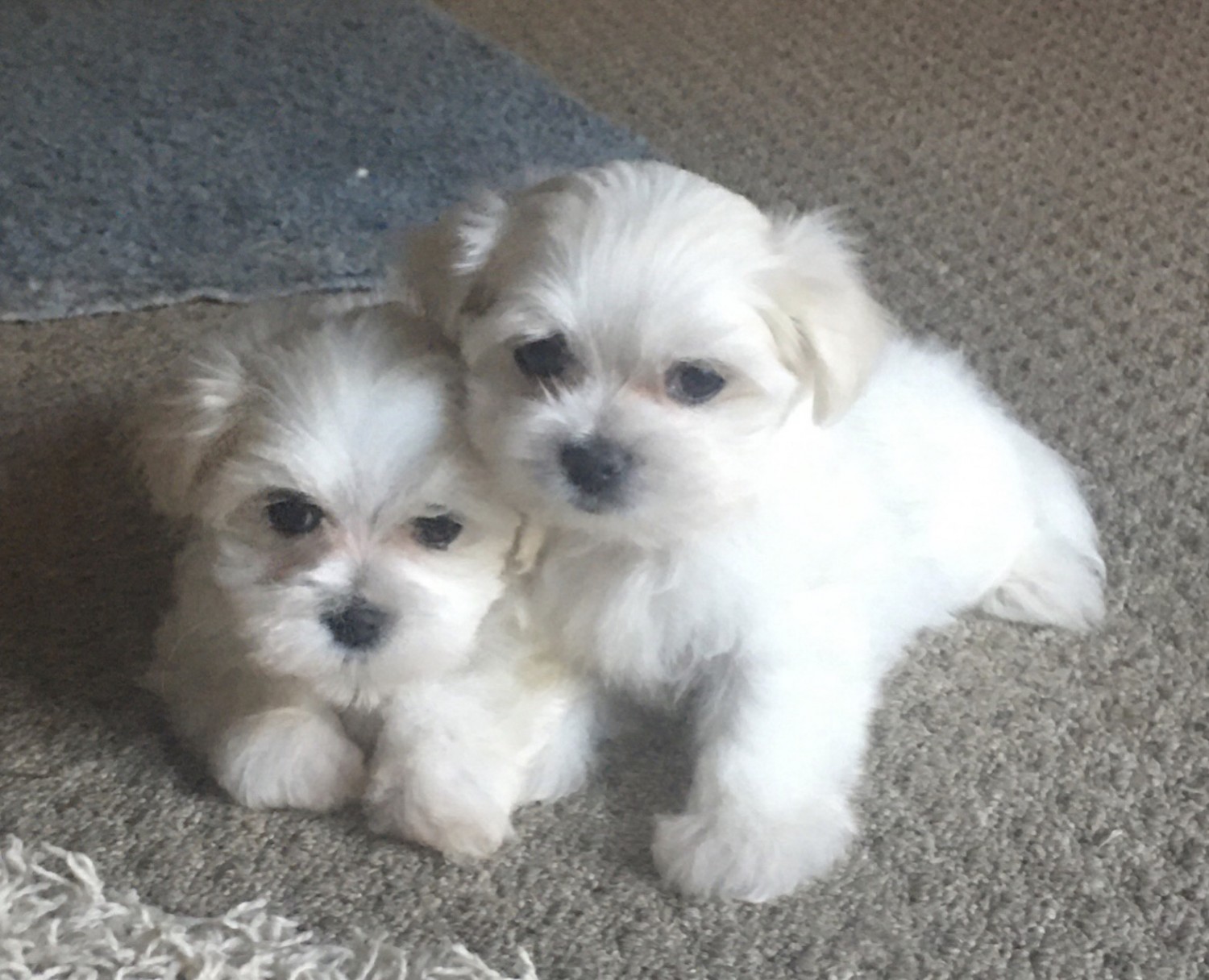 55+ Maltese Puppies For Sale