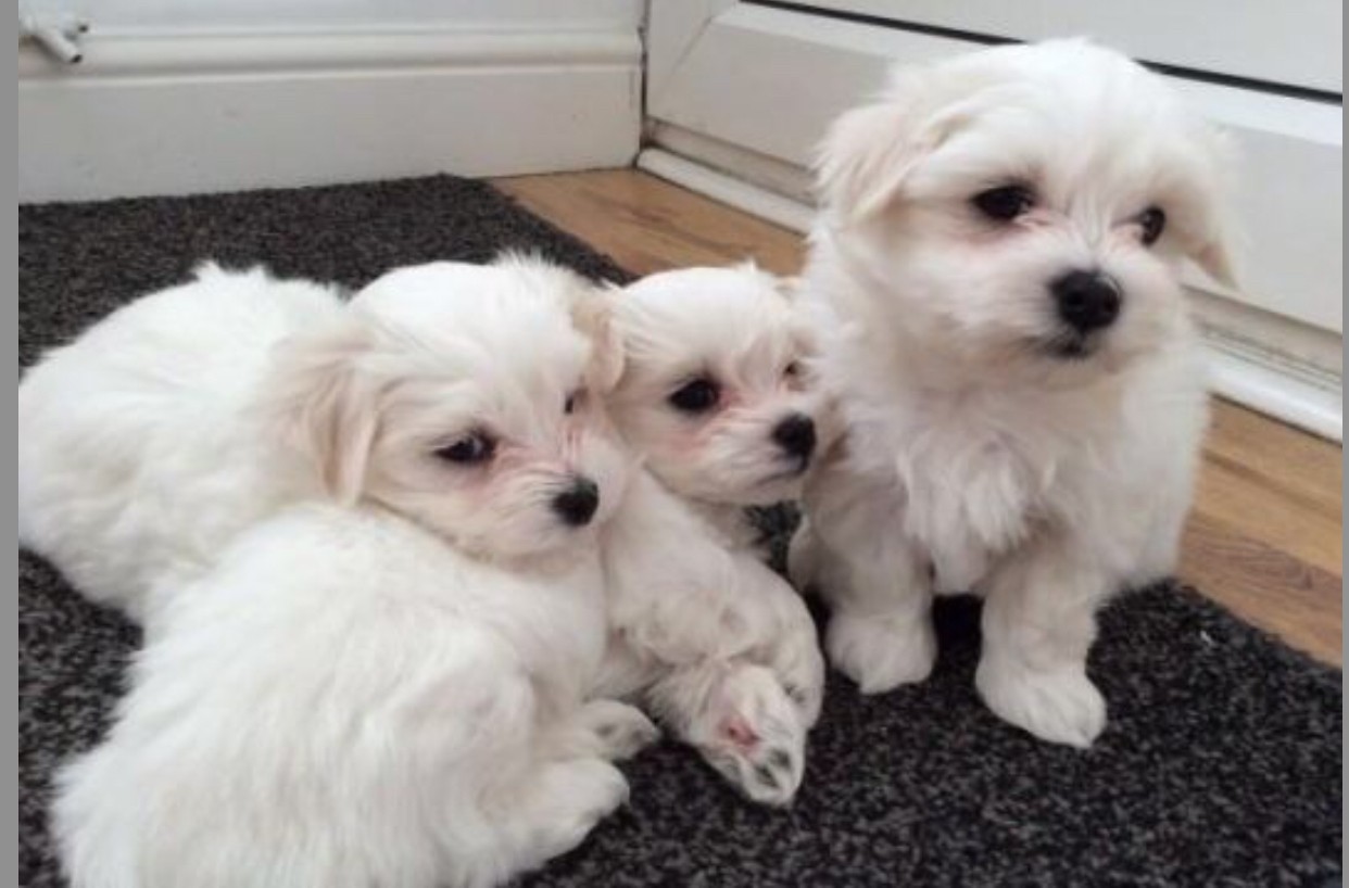 Maltese Puppies For Sale Dallas, TX 330060 Petzlover